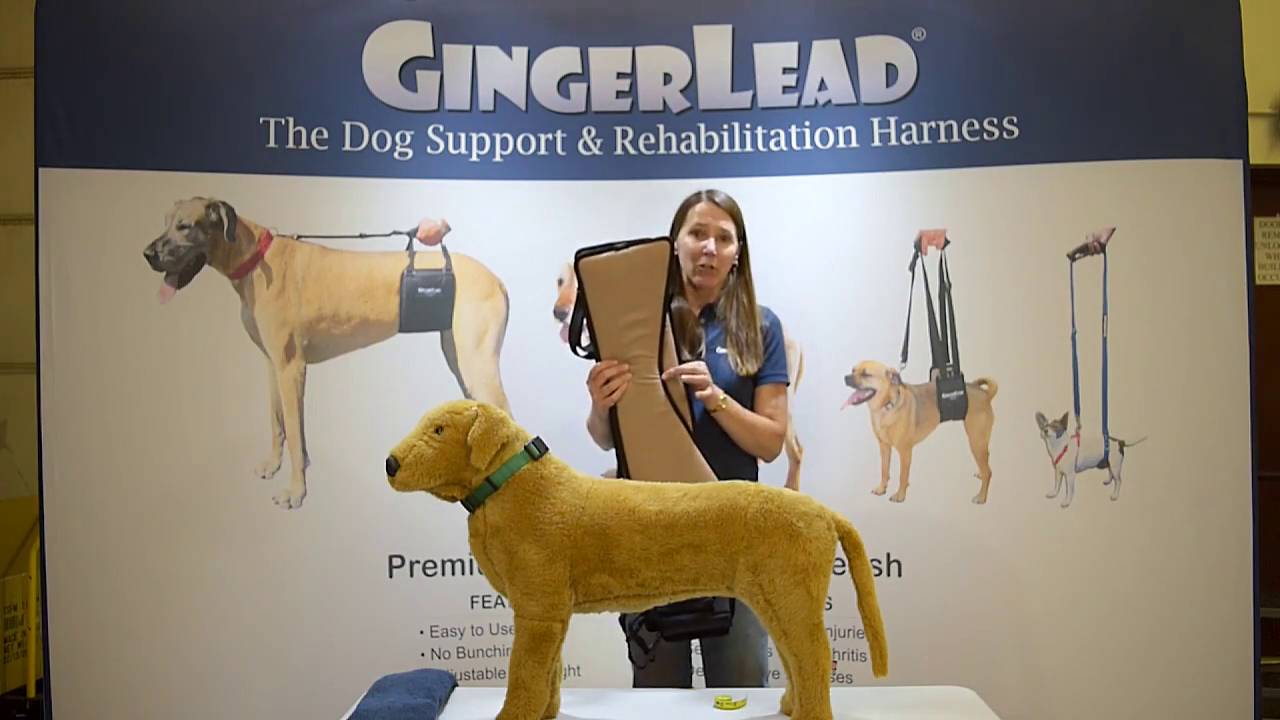 gingerlead petsmart