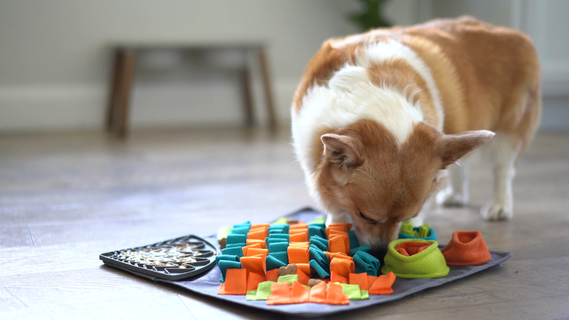 MESSY MUTTS Rectangle Forage Non-Skid Polyester Removable Dog Lick