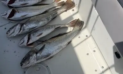 Lisbon District Report Video 3