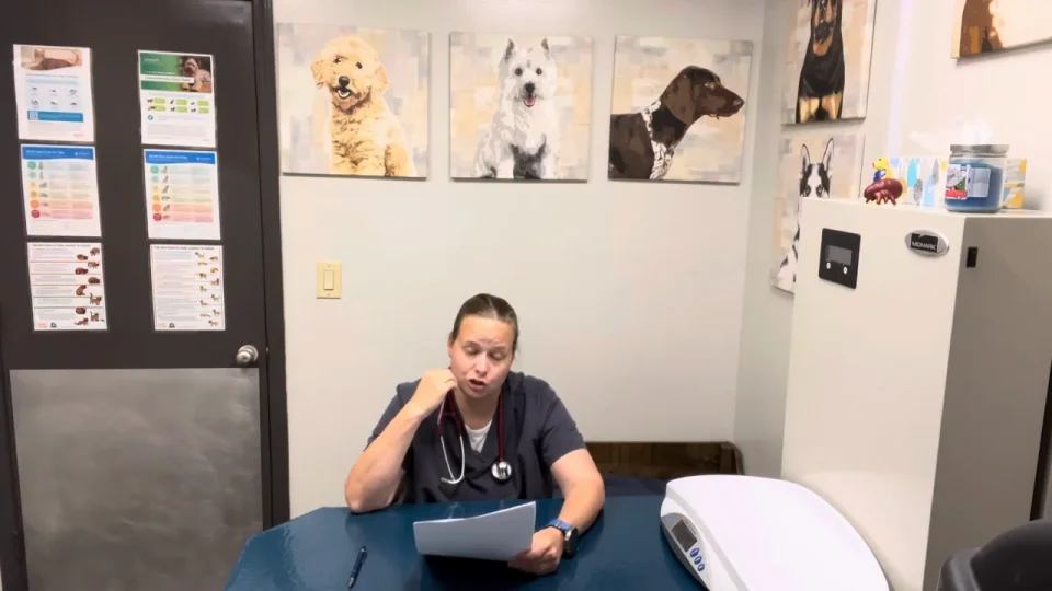 Downdog veterinary fashion clinic