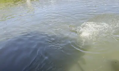 Monster Tarpon