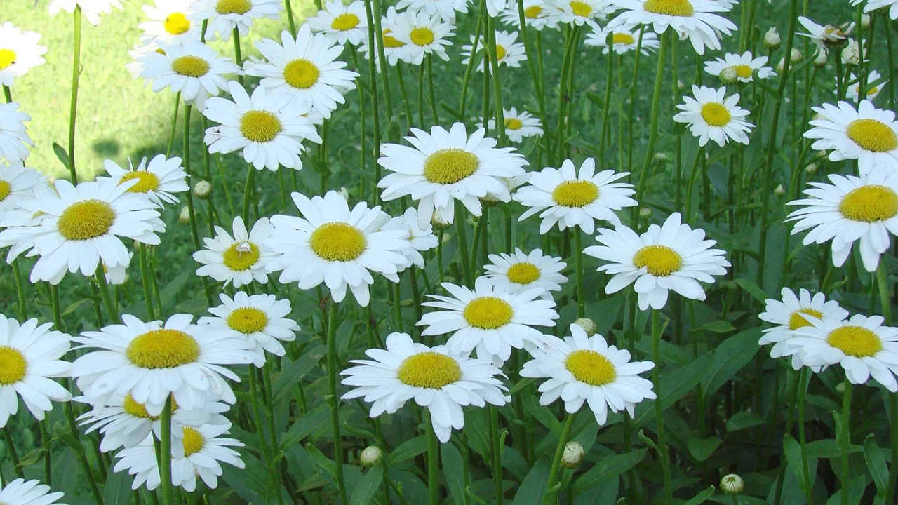 Shasta Daisy – Growing and Caring for Shasta Daisy Flowers