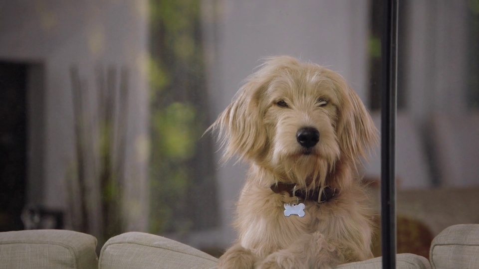 Wag! - Customer Success Story