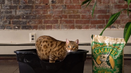 Catalyst Pet Multi-Cat Formula Cat Litter