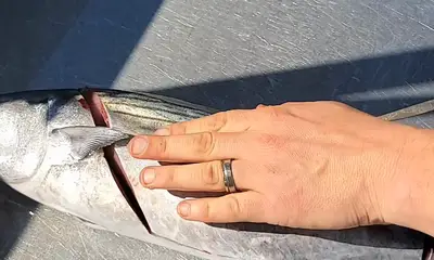 Morehead City Bericht Video 0