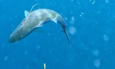Haleiwa Report Video 0