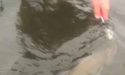 Lake Charles Bericht Video 0