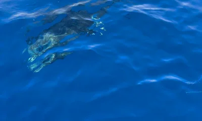 Aqaba Report Video 0