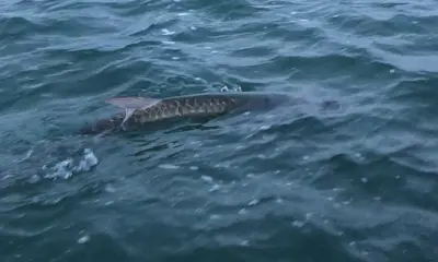 Tarpon anyone ?????????????????????????