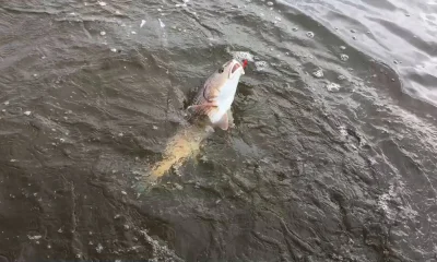 Steinhatchee Report Video 1