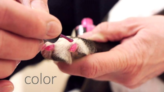 Play Video: Learn More About Dog Fashion Spa From Our Team of Experts