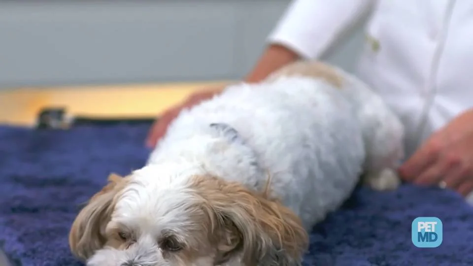 Dog Intestinal Blockage | PetMD Dog Intestinal Blockage | Petmd
