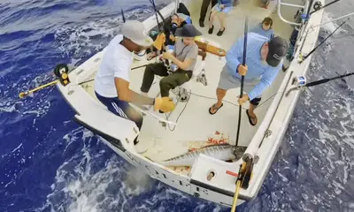 Rapport vidéo Bermuda 1