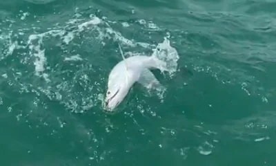 Port Orange Report Video 0