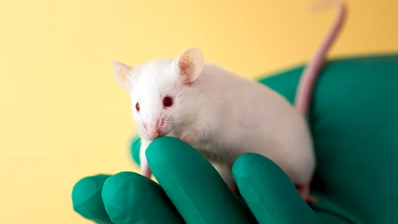 MASSOLIT - Animal Research: Use of Model Organisms | Video lecture by Dr Chris Willmott, Leicester University MASSOLIT - Animal Research: Use of Model Organisms | Video lecture by Dr Chris Willmott, Leicester University