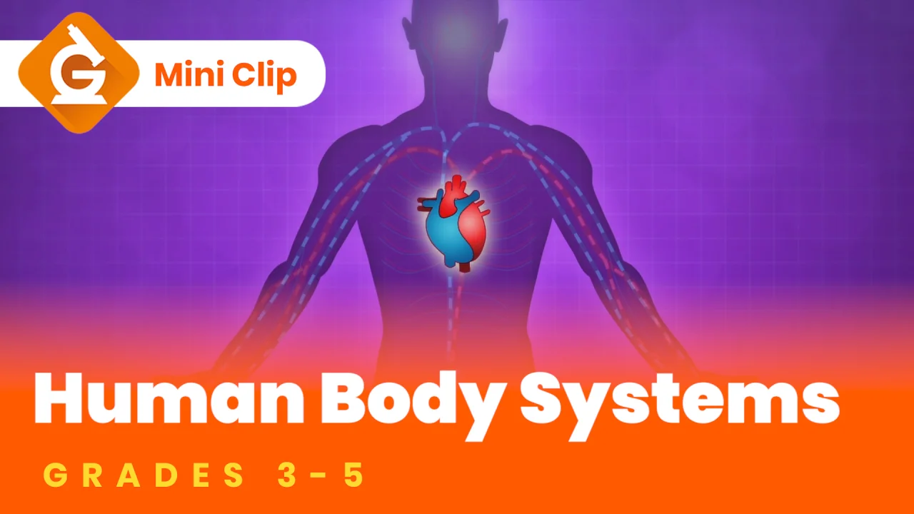 Human Body Project Ideas for Biology and Behavior