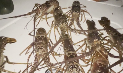 Key Biscayne Report Video 0