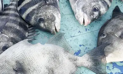 Buddy is a GEM in a sea of charters 