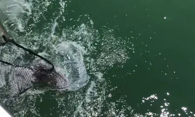 Gloucester Point Report Video 1