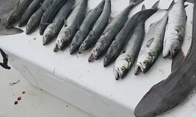 Blues and sharks 