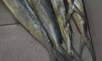 Hawaii Report Video 1