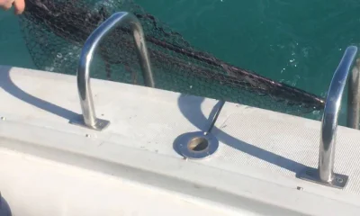 Waukegan Report Video 0
