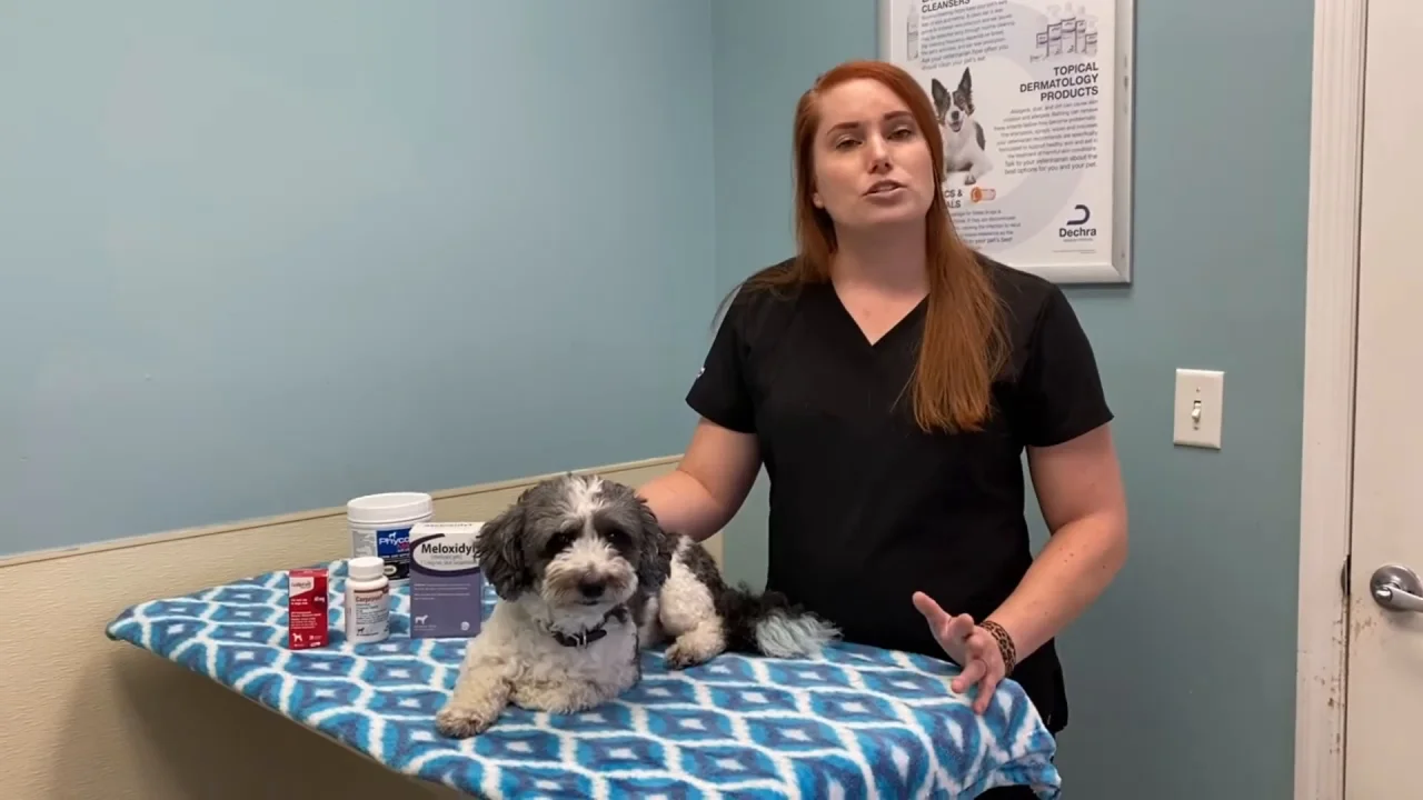 How Do I Know My Dog Is In Pain