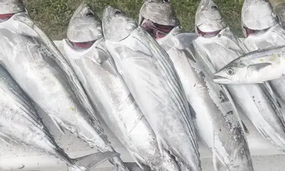 River Road Report Video 0