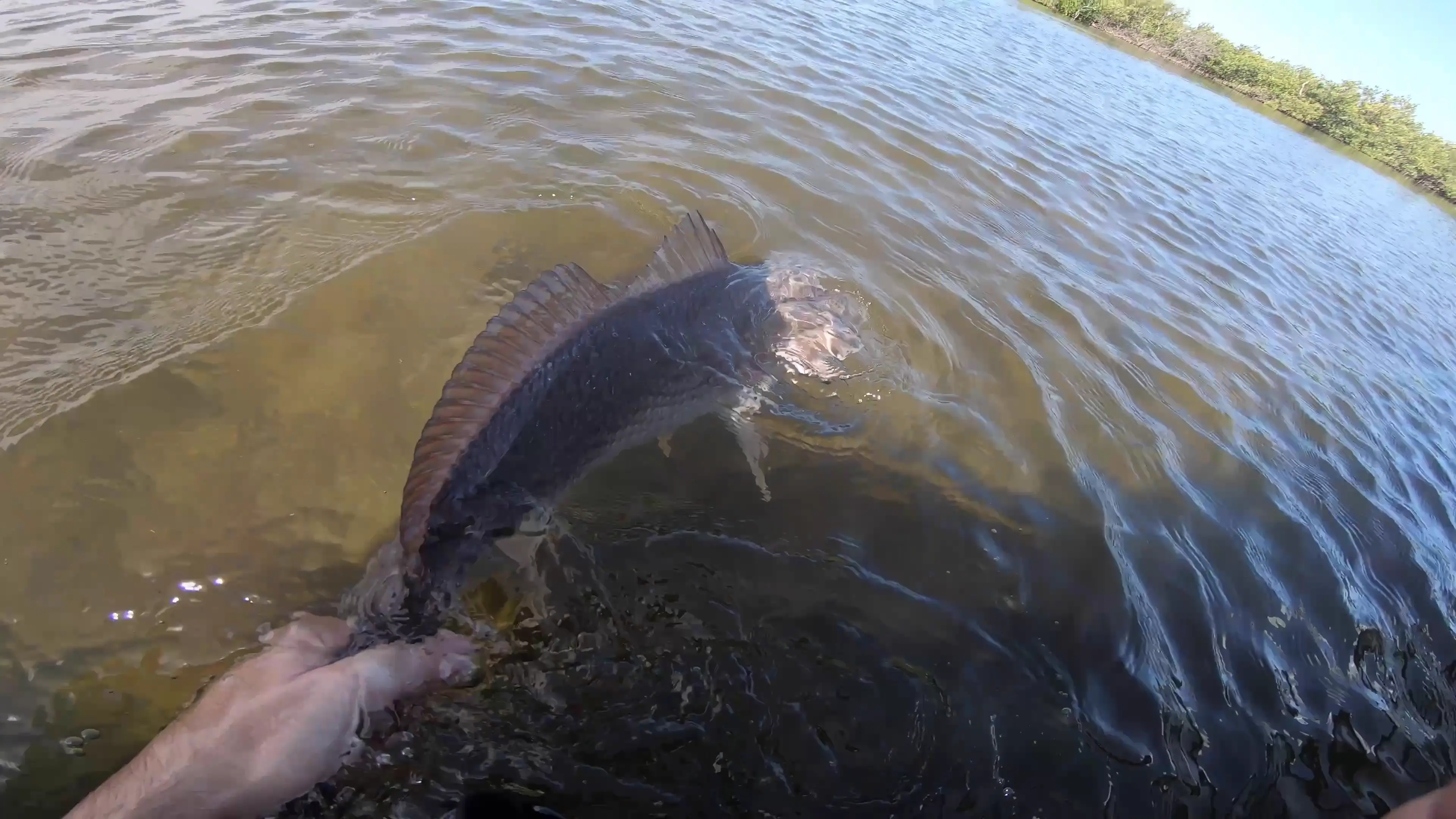 Business Card: Fly Fish Florida