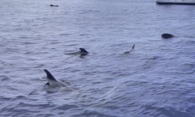 Ultimate Whale watching Experience 
