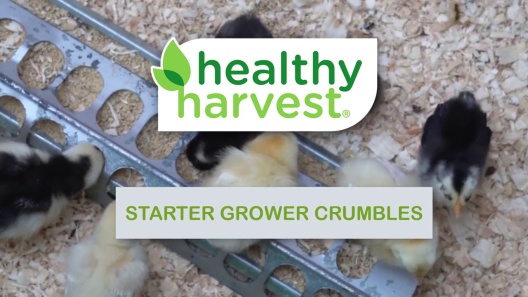 Healthy Harvest Non Gmo 20 Protein Chick Starter Grower Crumbles