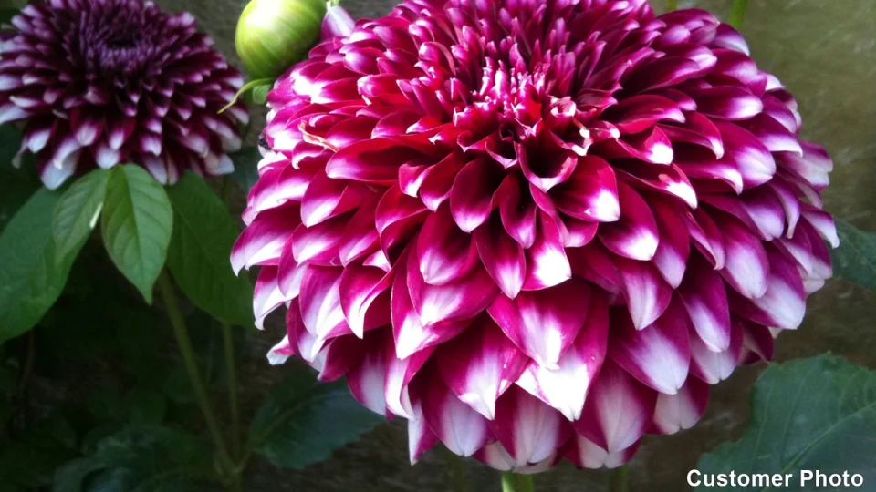 Little Charmers Dahlia Collection | American Meadows