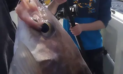 Hampton Report Video 0