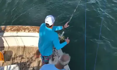 10Hr Day - Sharks and Bonito