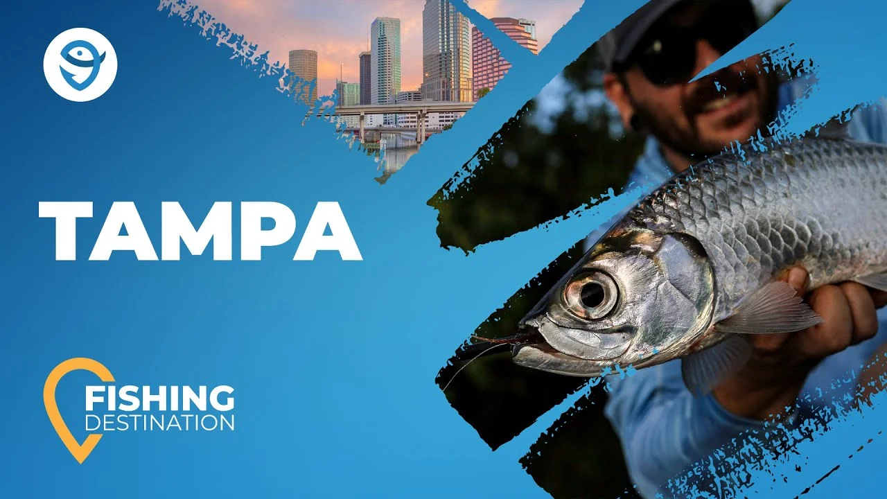 Fishing in TAMPA BAY: The Complete Guide