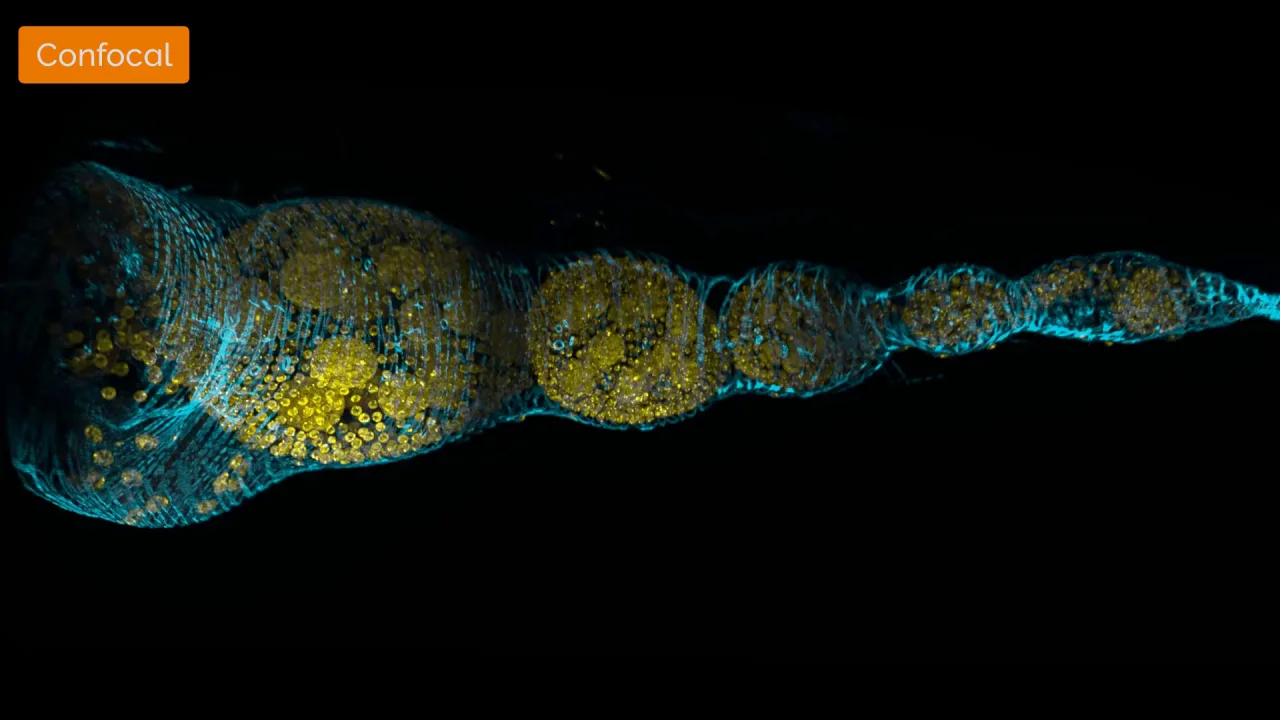 BC43 CF – 究極のベンチトップ型共焦点顕微鏡 - Andor