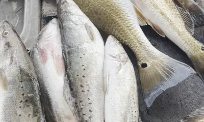Lake Charles Report Video 0