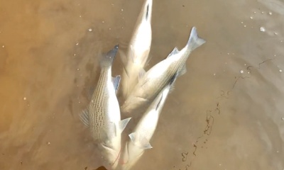 Atlanta Report Video 2