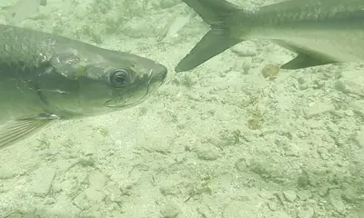 Fajardo Report Video 0