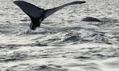 4 species in one day !!! plus HUMPBACKS!!!