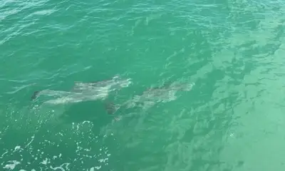 Wrightsville Beach Report Video 1