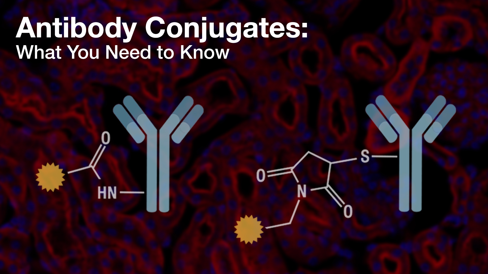 Antibody Conjugates - What You Need To Know