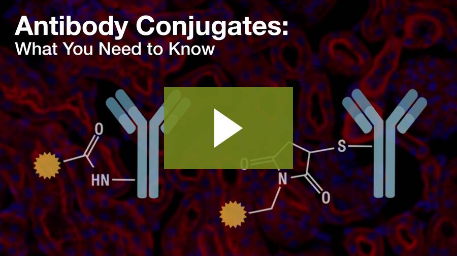 Antibody Conjugates - What You Need To Know