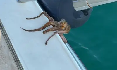 Fishing with Eventos N\u00e1uticos