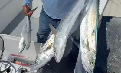 San Jose del Cabo Report Video 0