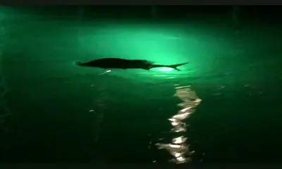 Miami Report Video 0
