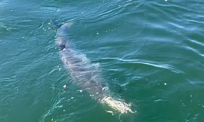 Poquoson Report Video 0