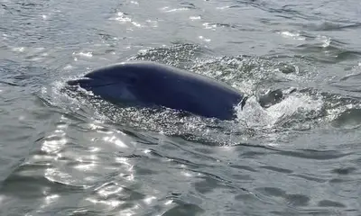 THE BEST ATTRACTION ON TYBEE