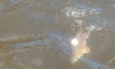 Surf City Report Video 0