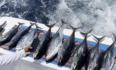 Manzanillo Report Video 0